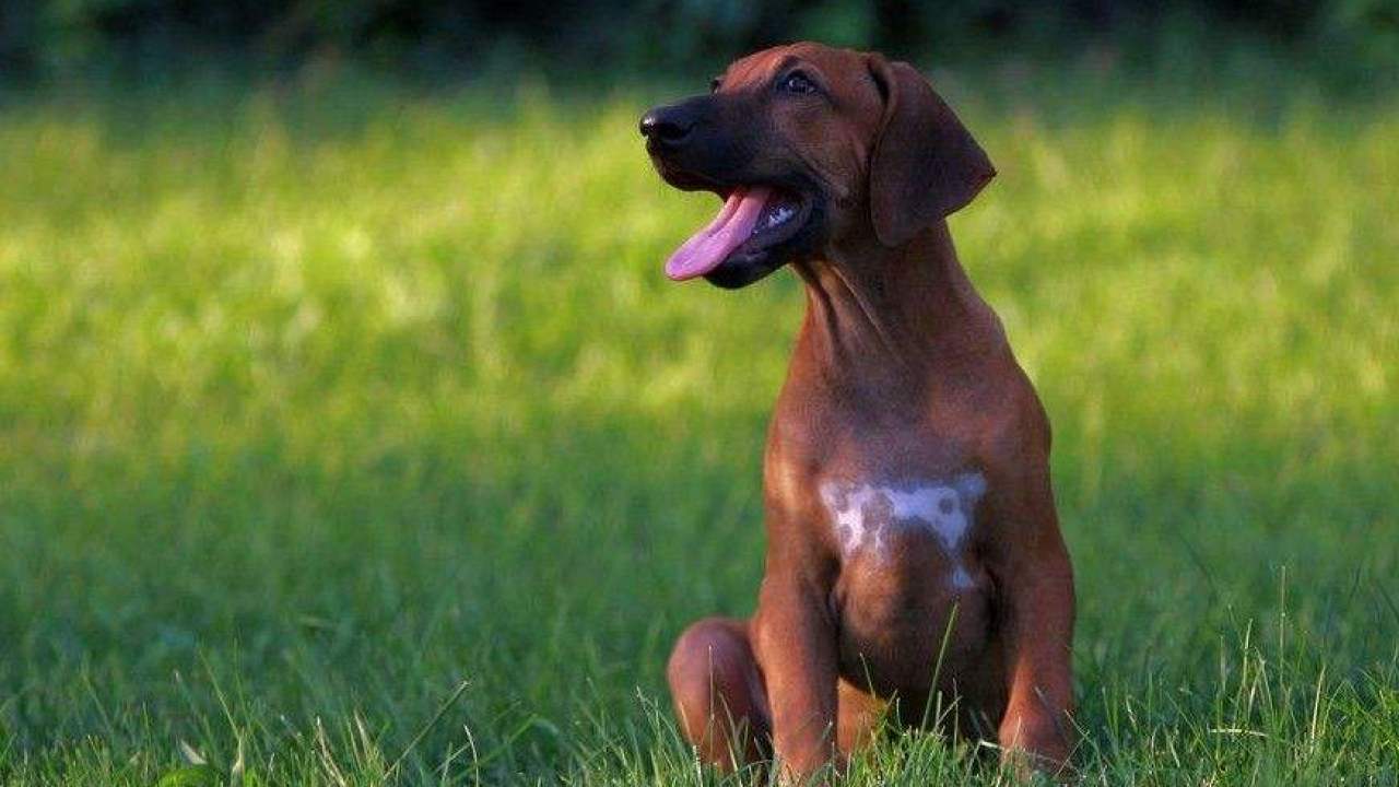羅德西亞脊背犬