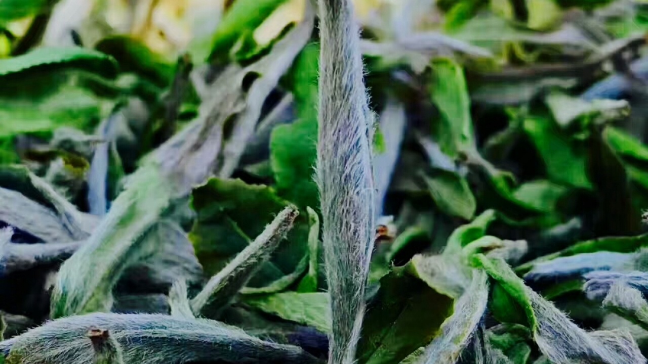 白茶系列