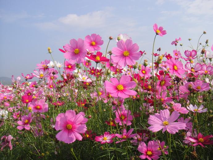 格桑花的花语"怜取眼前人"