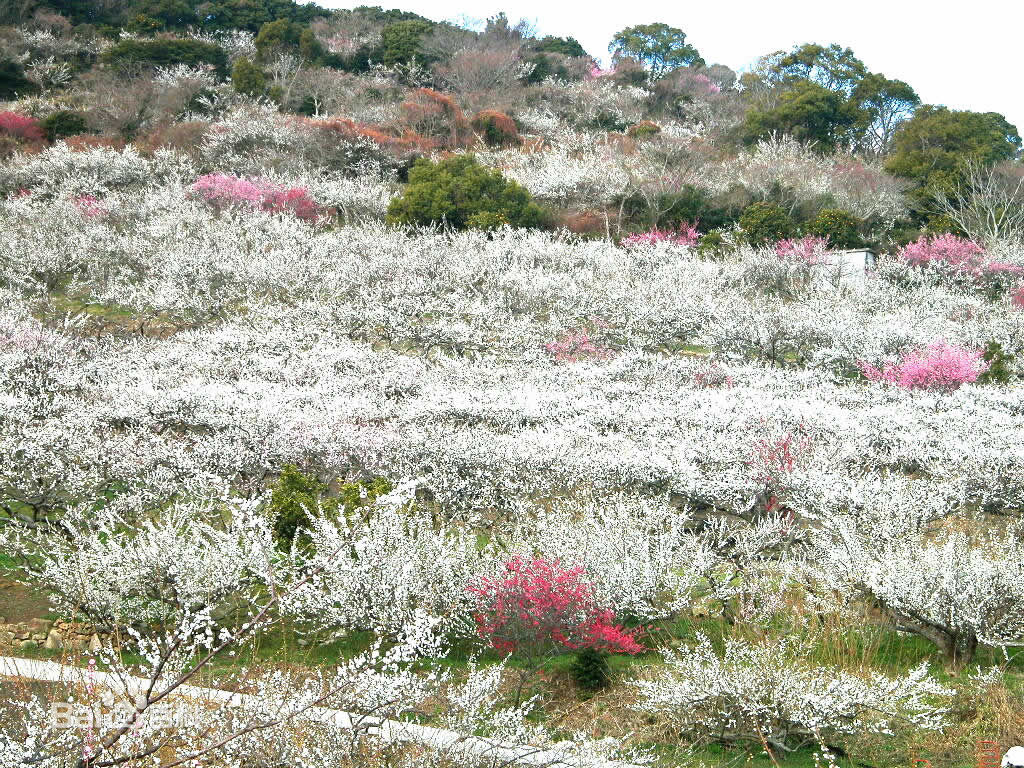 乾隆六次南巡,每次必到香雪海赏梅,现有乾隆诗碑一座.