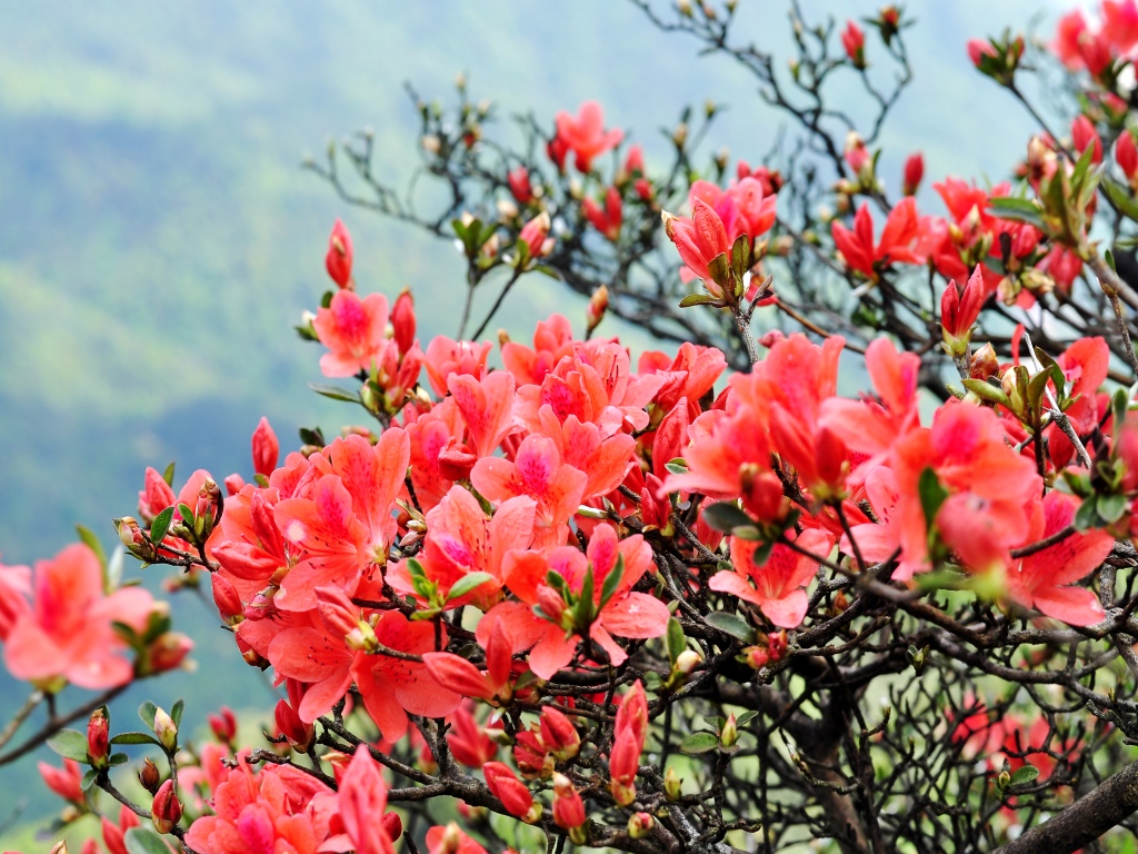 通天蜡烛 三四月杜鹃花开 十二月槭树泛红 是季节登山的好选择 花开