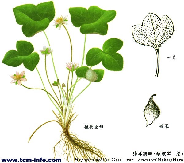 细辛  