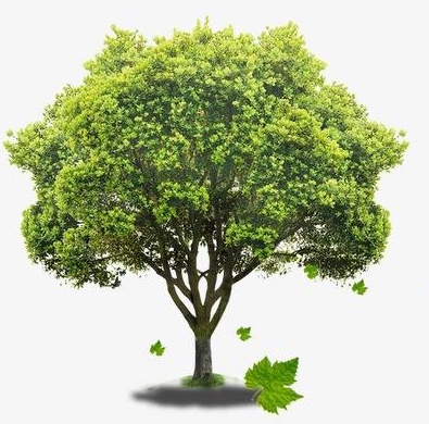 保定工务段学雷锋义务植树活动