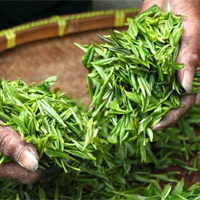 壹品泰-罐茶 禮品茶 匠心茶 大師茶 小罐茶