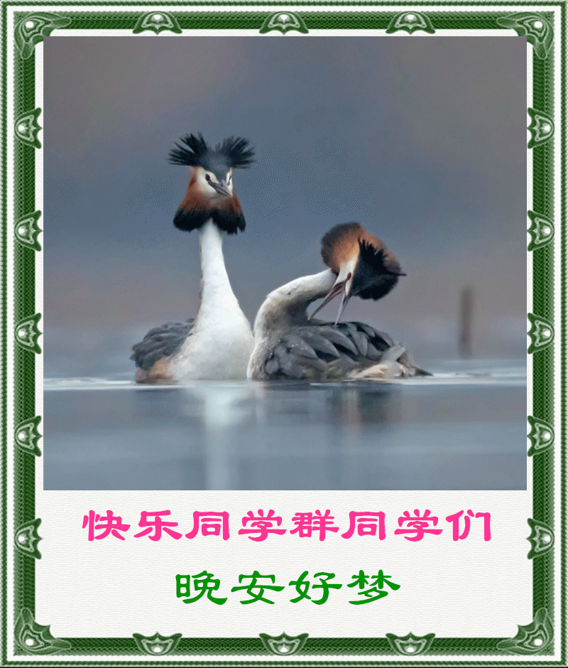 问候表情