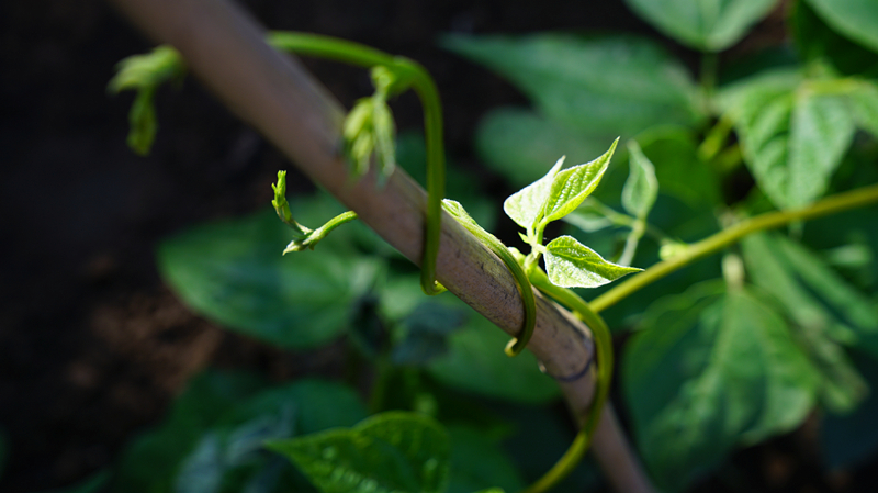 四季豆又开始了一年一次的抱大腿,藤蔓一圈圈环绕着竹制的架杆.