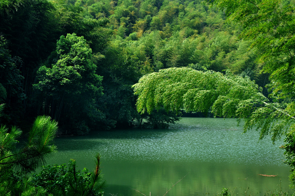 一湾清水穿村过 进化在行动 @进化镇 @萧山发布