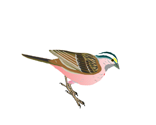 浏览量: 1945 免费创作 热门兔展 换一批