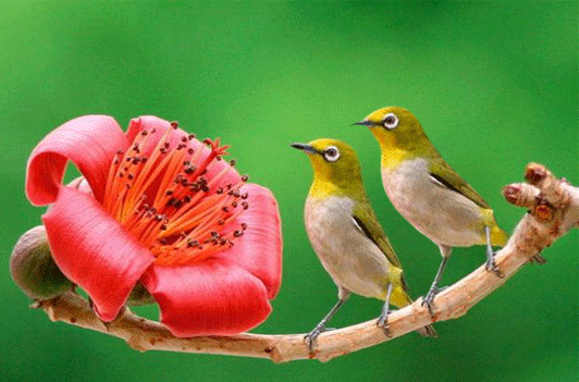 背景音乐: 映山红