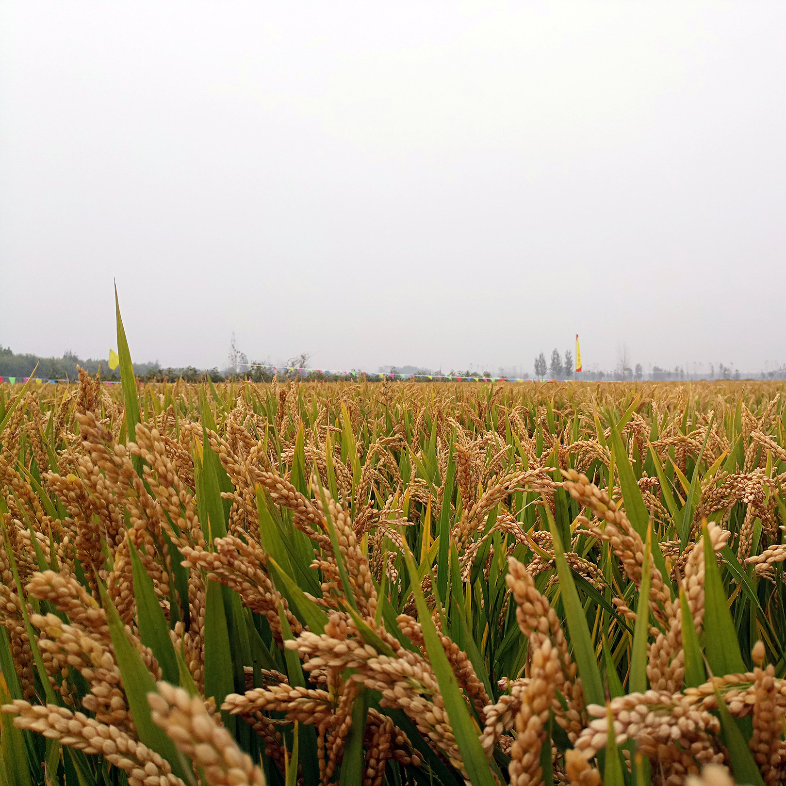 农大水稻免追肥:省工省力,产量不低!