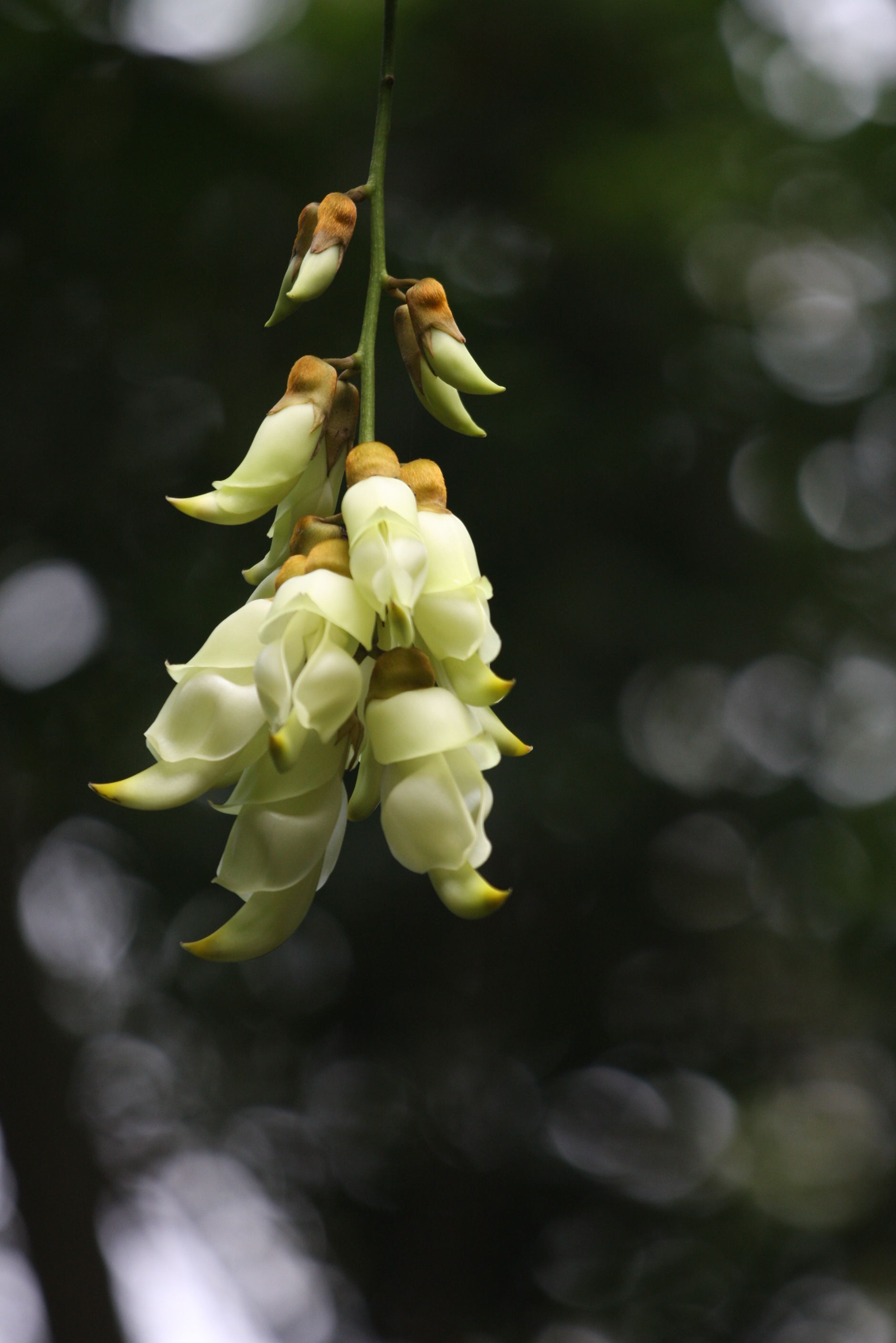 第十二届中国岭南【清远·牛鱼嘴】野生禾雀花观赏节邀请函