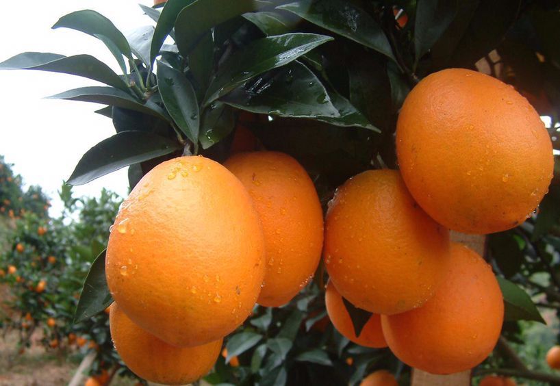 金堂三溪特产脐橙