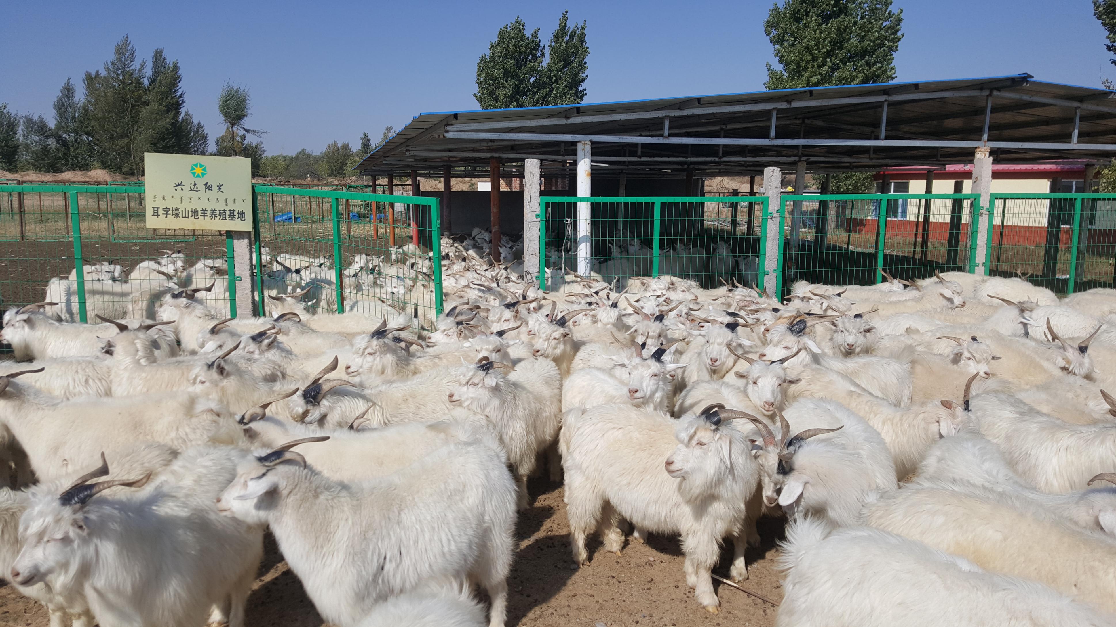 巴彦淖尔种羊养殖基地图片