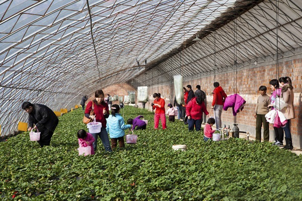 如是·家家嘉庄园开园及首届草莓采摘节