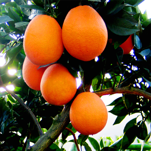 奉节脐橙 现摘现发!!!_免费h5页面制作工具- 兔展h5作品