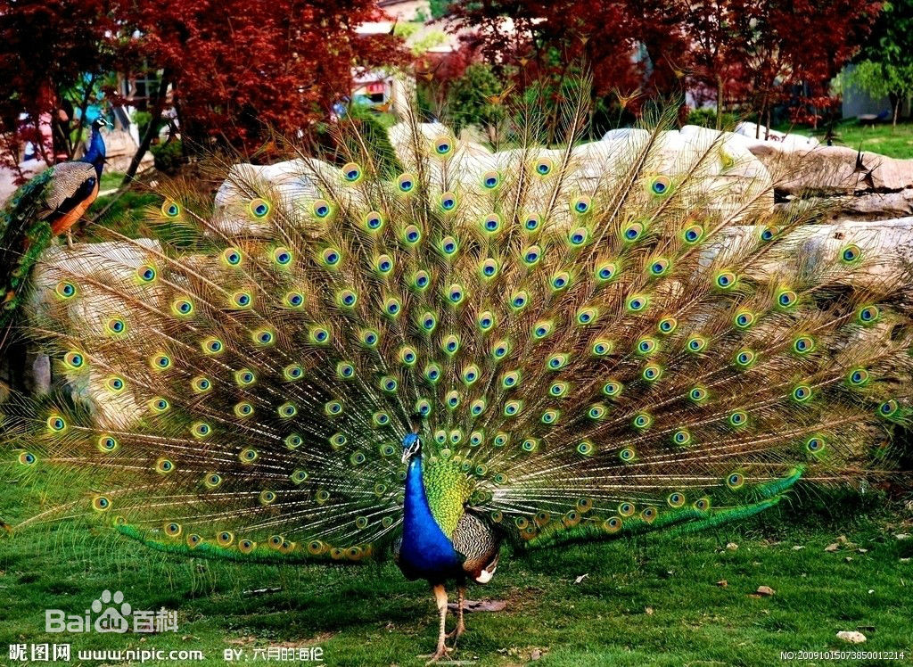 孔雀屬(pavo)是雞形目雉科的一個屬,又名越鳥,南客, 俗稱孔雀.