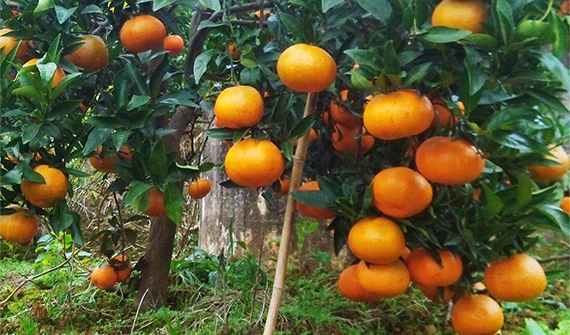 听说,今年春节送礼送东江湖清江镇的玫瑰香柑更好哦~!