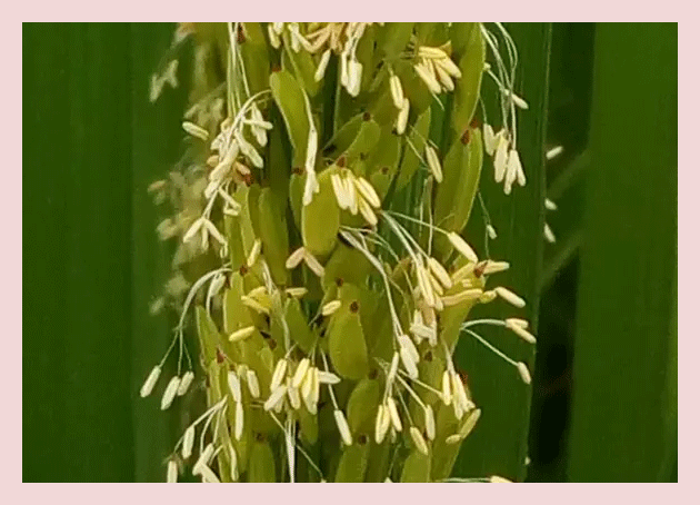 广东乳源大桥核桃山禾花鱼乡