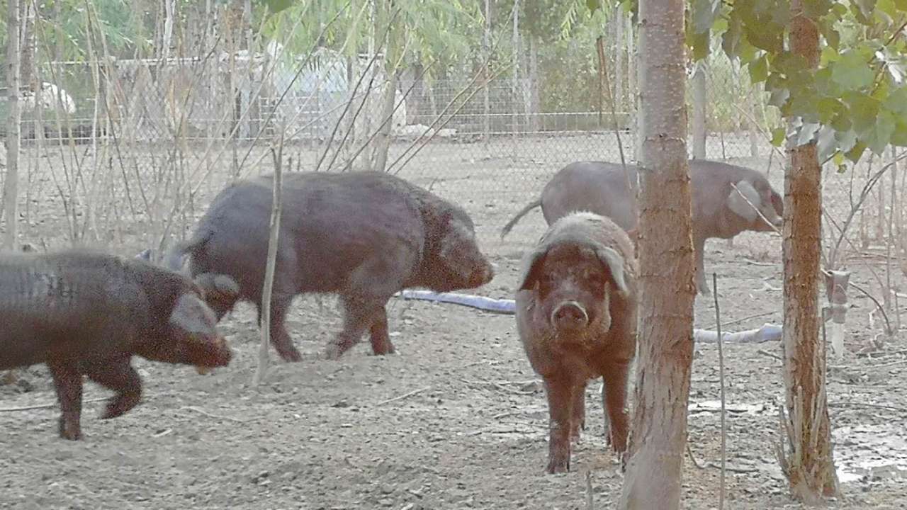 特种德源猪