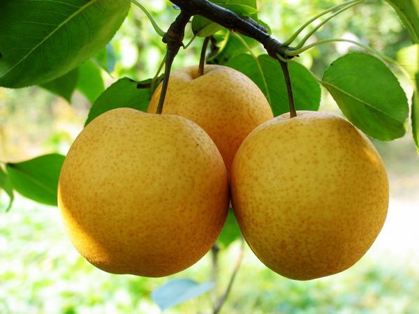 新疆网公益为果农卖梨