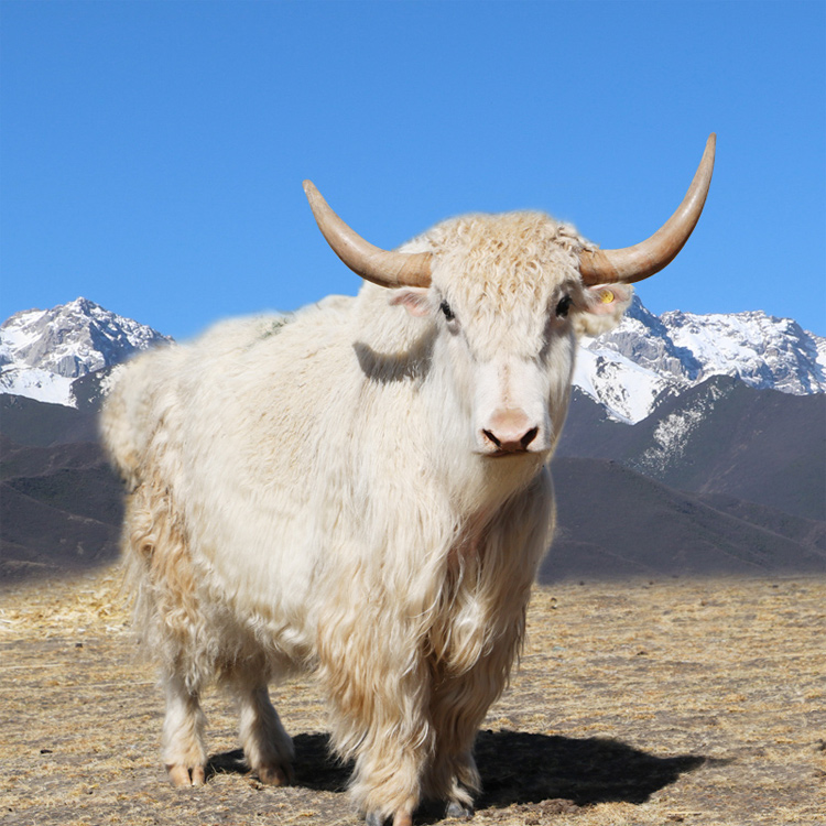 天润白牦牛绿色食品开发公司祝大家新春快乐壤噶牦牛产