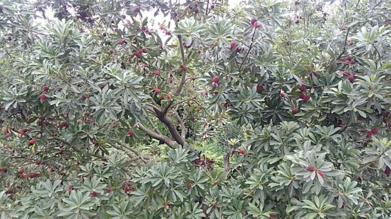 云湖山庄杨梅熟了，庄主喊你来吃杨梅喽！